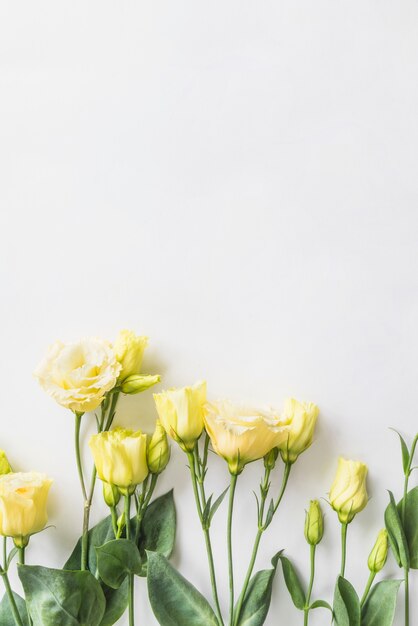 Top view of yellow roses