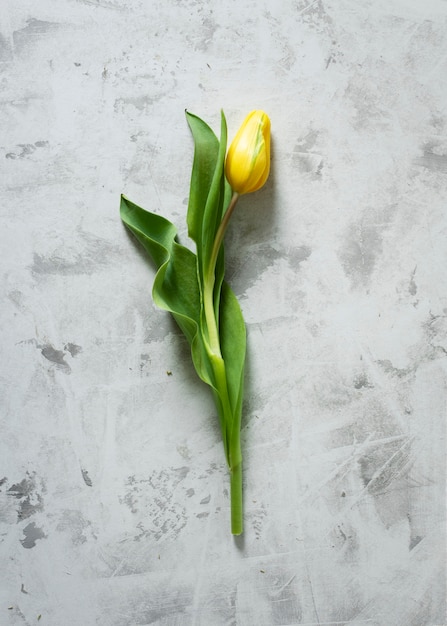 Top view yellow tulip on table