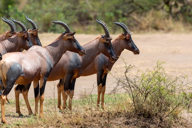 Foto gratuita topi antelope nella riserva masai mara del kenya