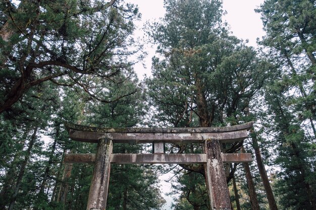 Torii Japan temple shrine in forest