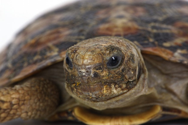 Tortoise head