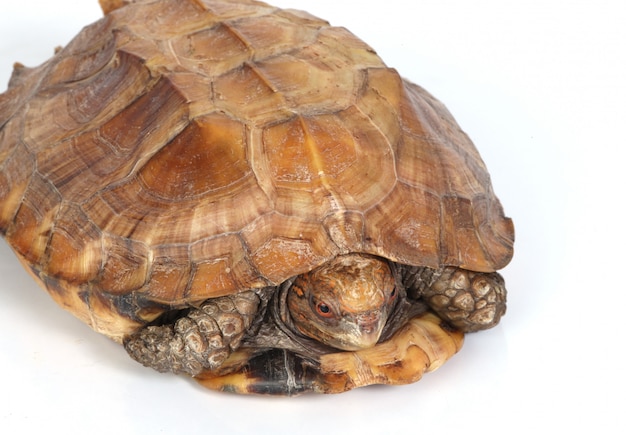 Tortoise in its shell