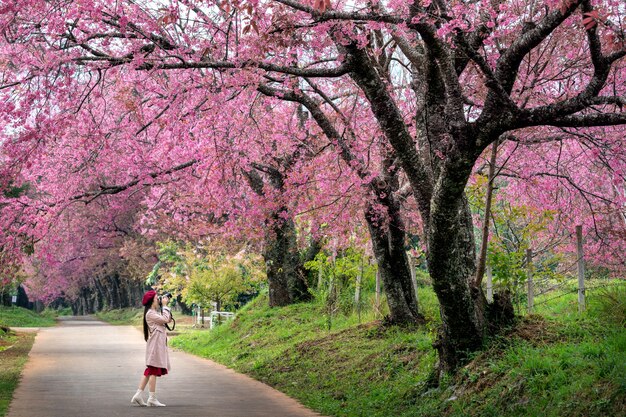 Tourist take a photo at pink cherry blossom in spring