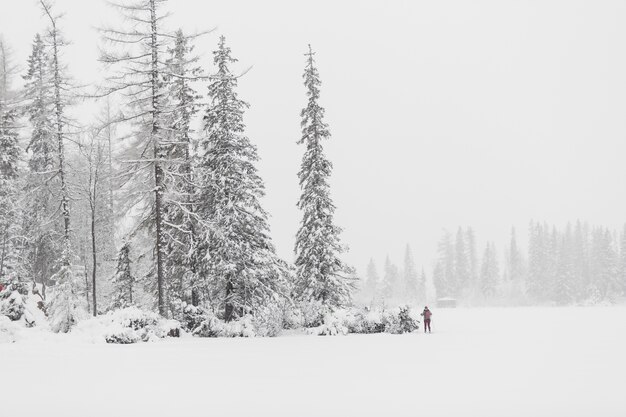冬の森の観光客