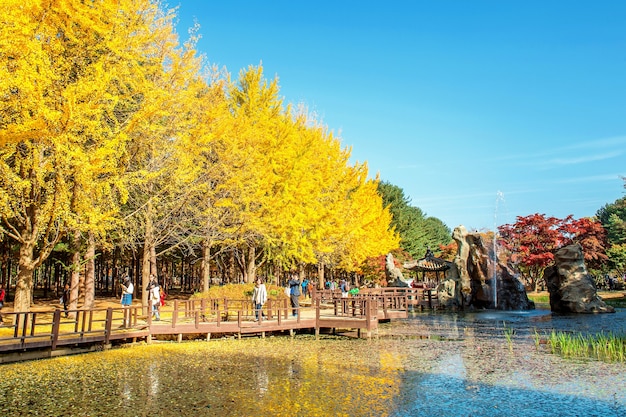 Tourists taking photos of the beautiful scenery in autumn around Nami Island