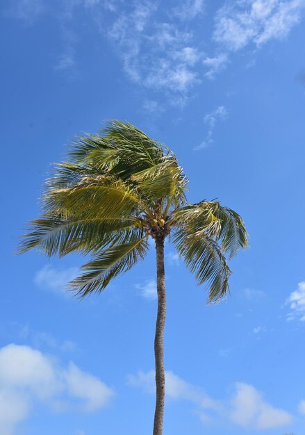 Возвышающаяся кокосовая пальма на фоне неба