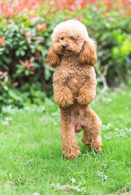 Toy Poodle On Grassy Field