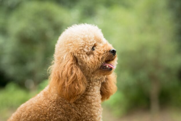 Toy Poodle On Grassy Field