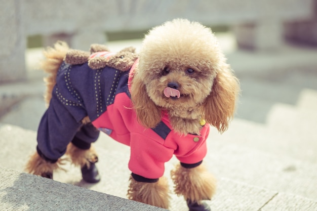 Foto gratuita toy poodle che gioca in un parco