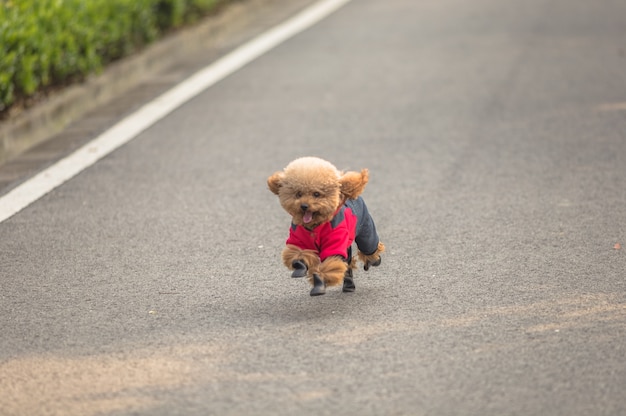 Toy Poodle playing in a park