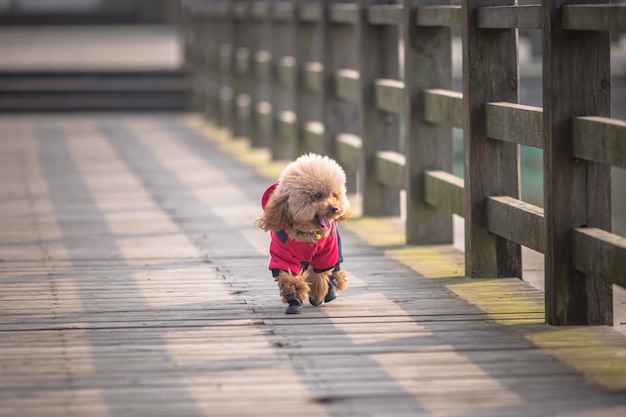 Toy poodle che gioca in un parco