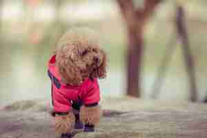 Foto gratuita toy poodle che gioca in un parco