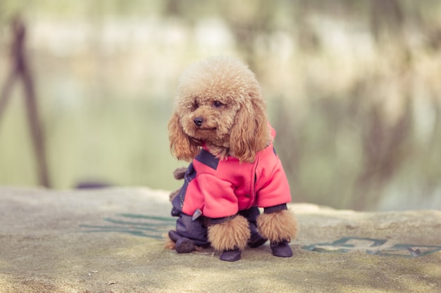 Toy poodle che gioca in un parco