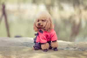 Free photo toy poodle playing in a park