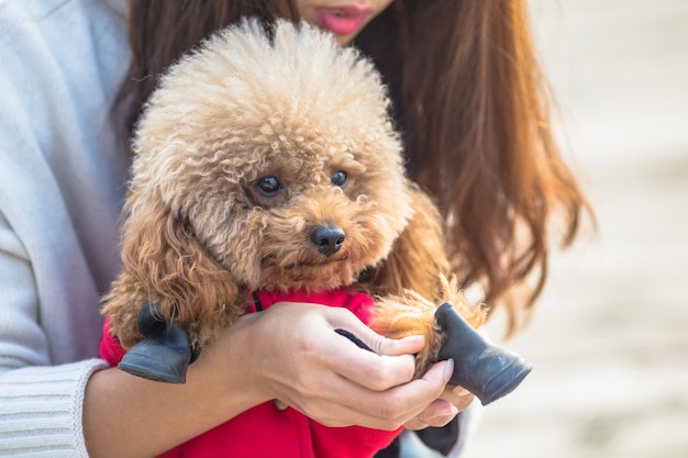 Toy poodle playing with its female master