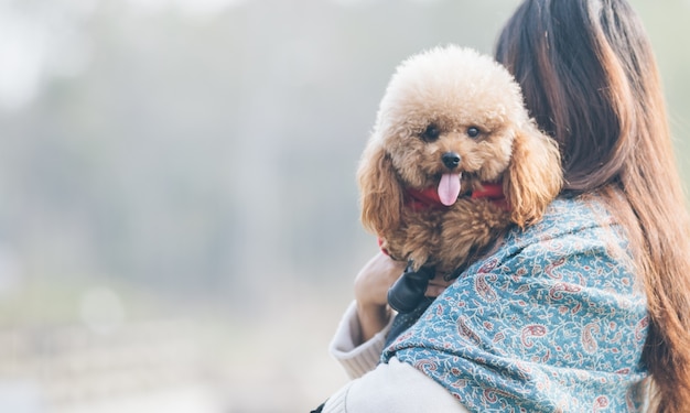 無料写真 おもちゃプードルは、その女性のマスターと遊ぶ