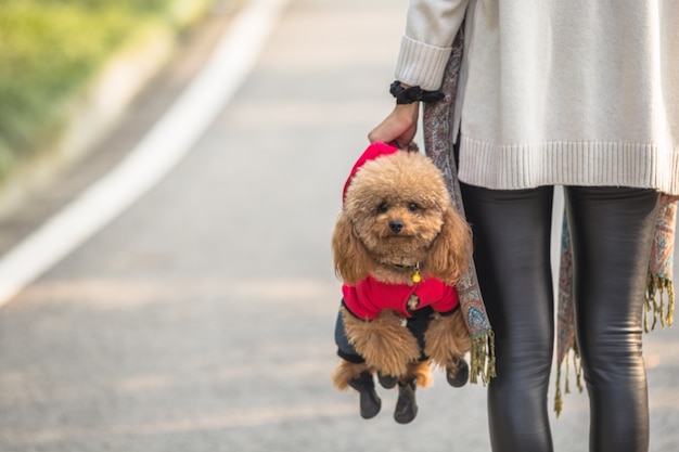 おもちゃプードルは、その女性のマスターと遊ぶ