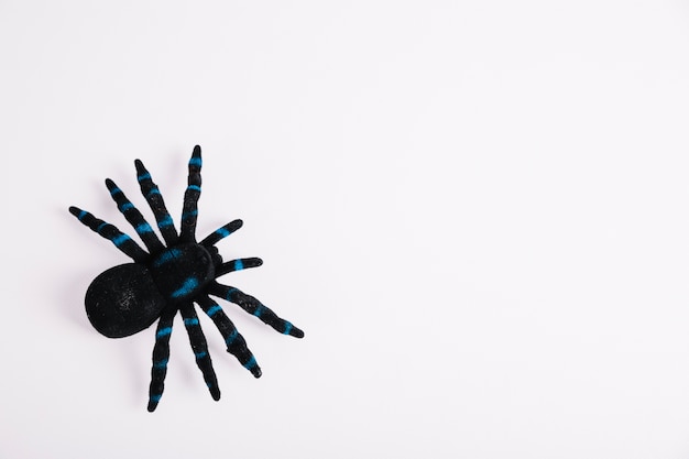 Toy tarantula on white background