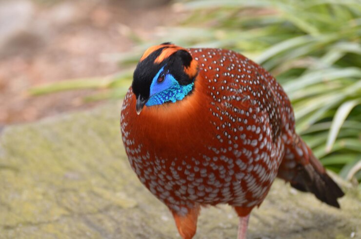 Free Photo tragopan bird with a bright blue head in the wild.