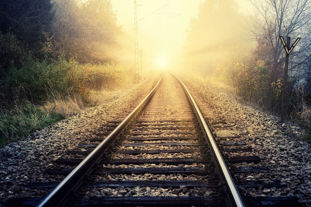 Train rail between green trees during daytime