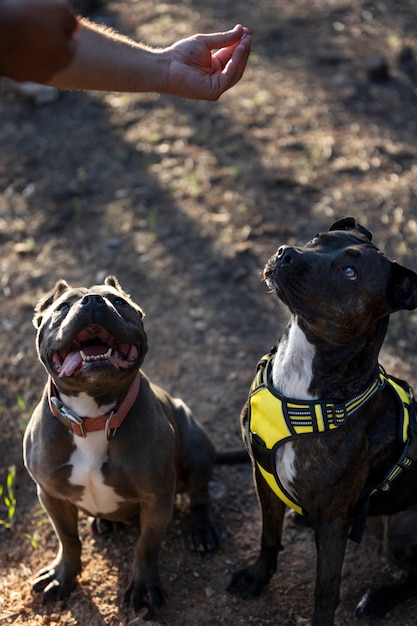 Trainer giving treats to dogs during session