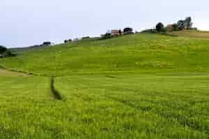 Free photo tranquil green field with trees