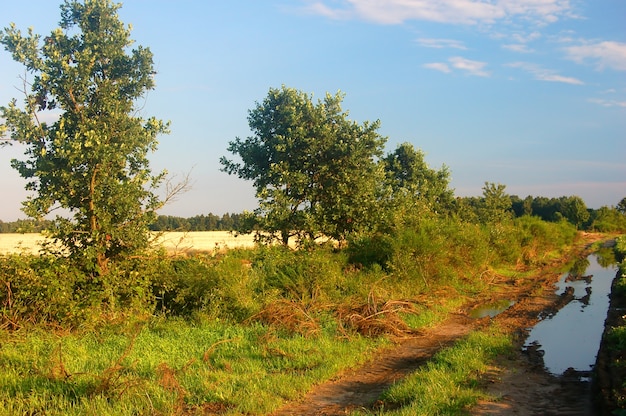 Tranquil landscape with trees and greenery