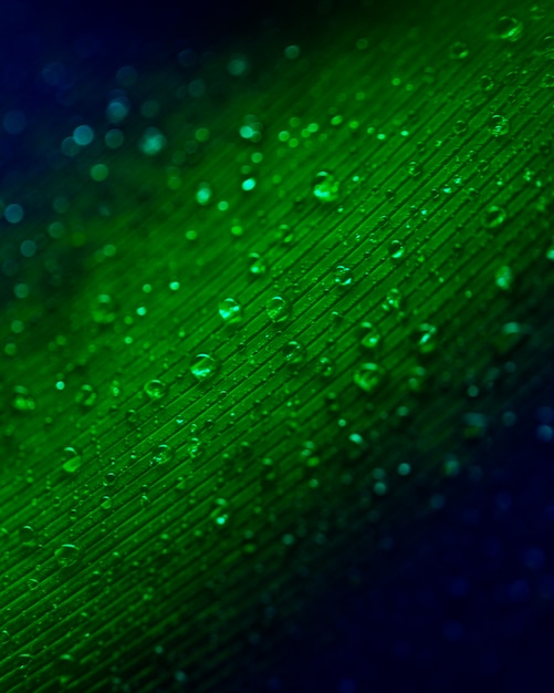Translucent water droplets on the green surface background