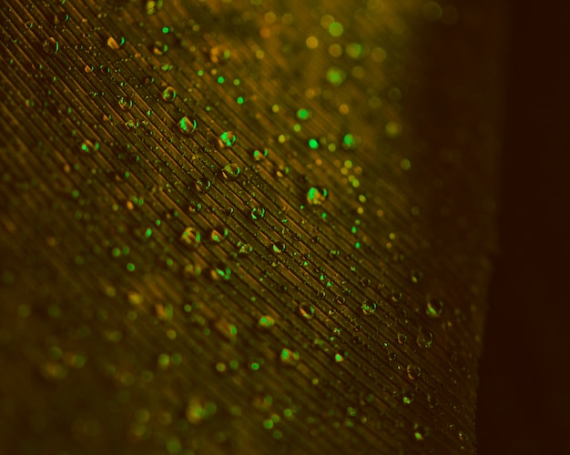 Free photo transparent green water droplets on blurred brown feather surface