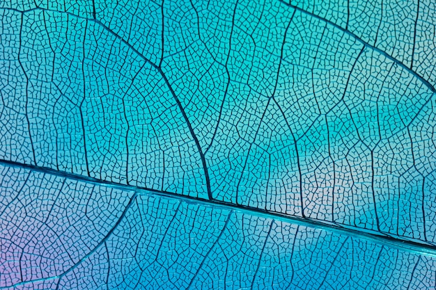 無料写真 青いバックライト付きの透明な葉