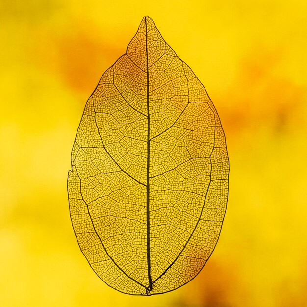 Transparent leaf with orange backlight