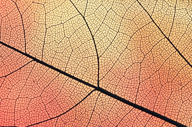 Free photo transparent leaf with orange backlight