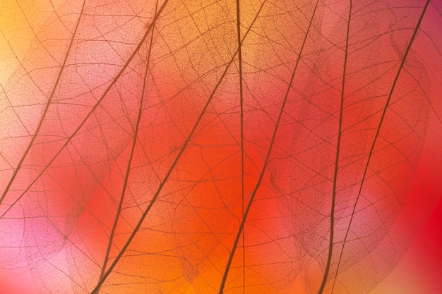 Free photo transparent leaves arrangement top view