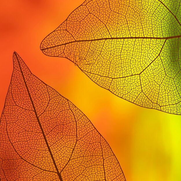 Прозрачные листья с оранжевым и желтым