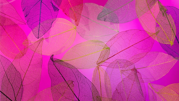 Transparent leaves with pink light top view