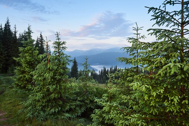 Travel, trekking. Summer landscape - mountains, green grass, trees and blue sky.