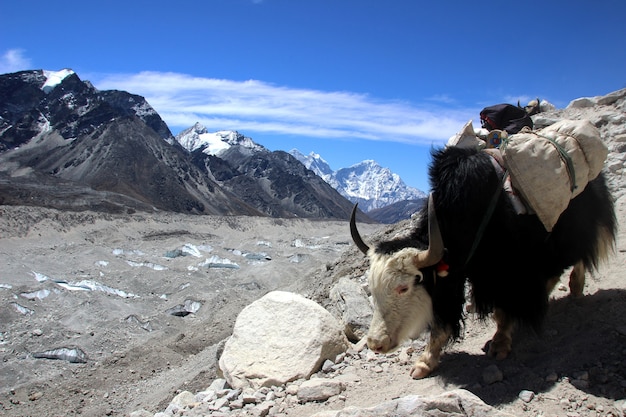 Free photo travelling to nepal