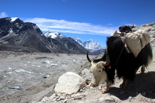 Travelling to Nepal