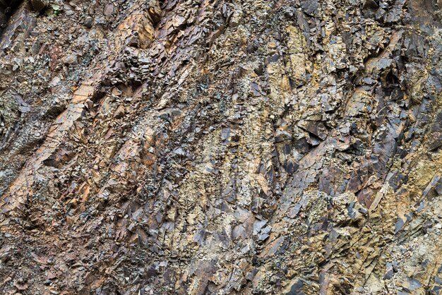 Tree bark close up