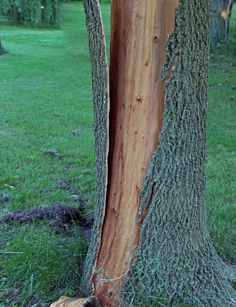 Tree bark is split from trunk and shattered after being struck by lightning.