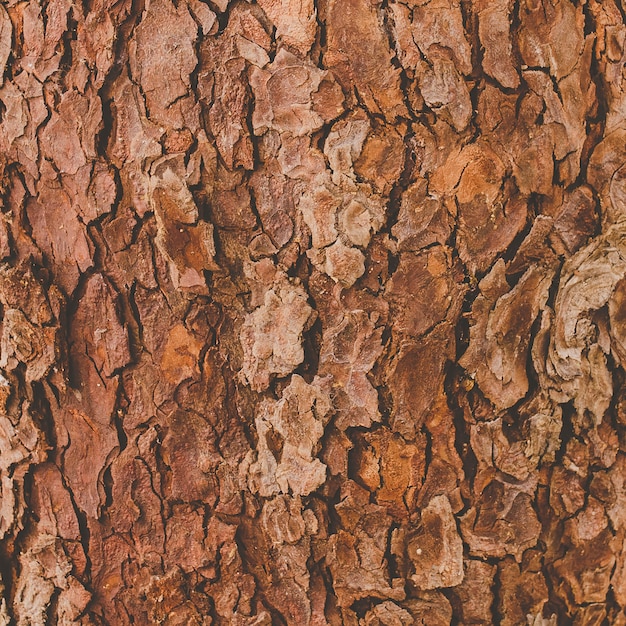 Free photo tree bark texture