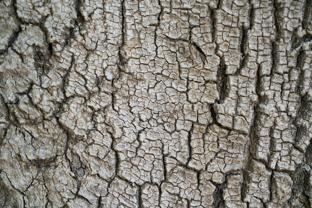 Tree bark with cracks