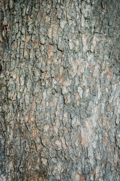 Tree bark