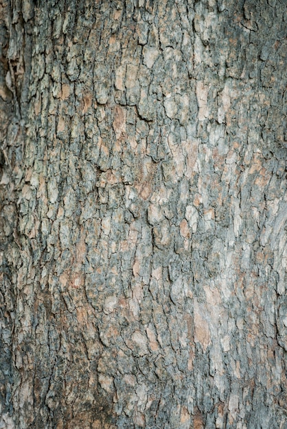 Tree bark