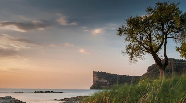 Albero sulla spiaggia vicino al mare con una scogliera rocciosa e il bel cielo