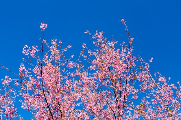 空の背景に満開のツリー