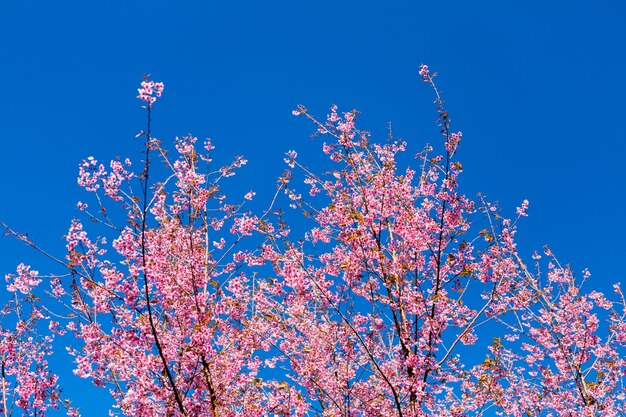 空の背景に満開のツリー