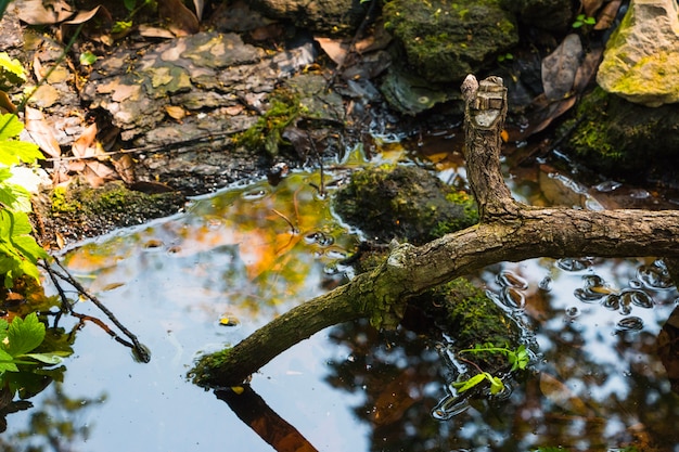 Tree branch in water