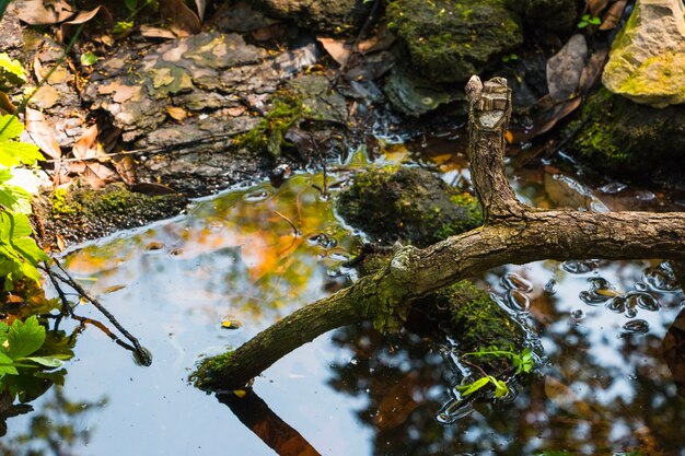 Tree branch in water