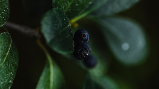 Tree branch with berries